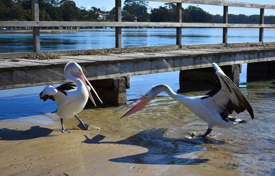 A group of pelicans at a wharf