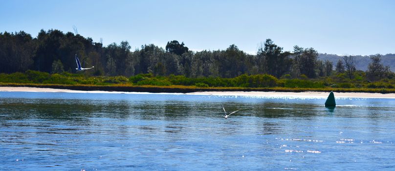 Two seagulls flying at the beach