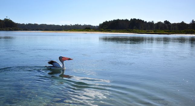 A pelican swimming with a fish in its mouth