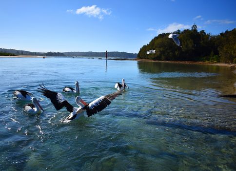 A group of pelicans at a wharf