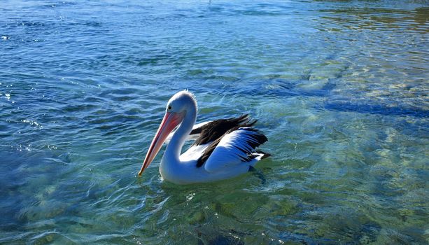 A pelican swimming at the beach