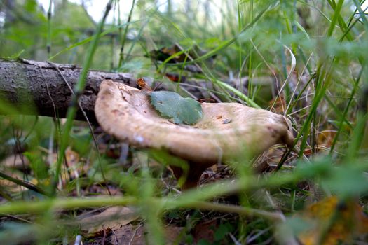 Close-up of a single mushroom growing in a natural environment, among green grass in a litter in a forest