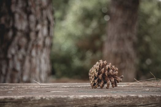 Brown pine cone with resin on wooden table in the forest. Closeup with selective focus and copy space.