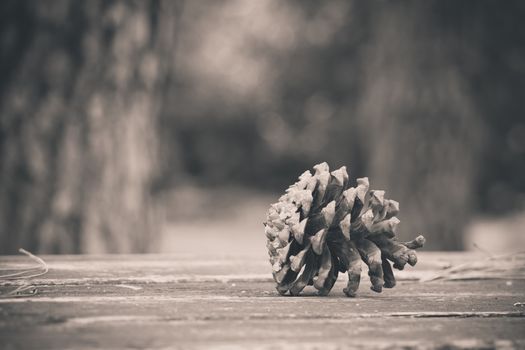 Brown pine cone with resin on wooden table in the forest. Closeup with selective focus and copy space. Sepia black and white tone.
