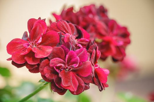 Closeup of beautiful geranium red on blur background. Ivy leaf geranium (pelargonium peltatum). Selective focus.