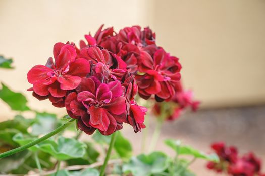 Closeup of beautiful geranium red on blur background. Ivy leaf geranium (pelargonium peltatum). Selective focus.