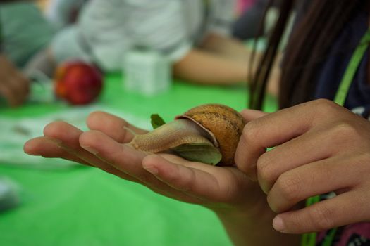 GAVELLO, ITALY 24 MARCH 2020: Handful of live snail