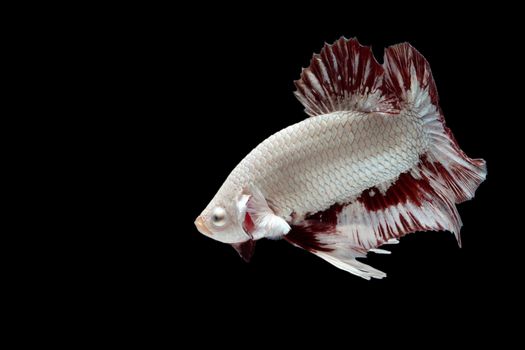 Aggressive fighting fish on black background.