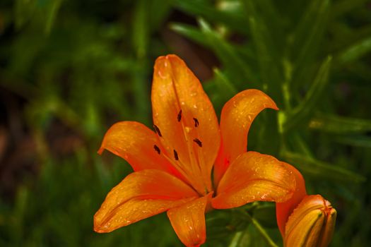 Macro image of the flower of a orange Oriental Lily.