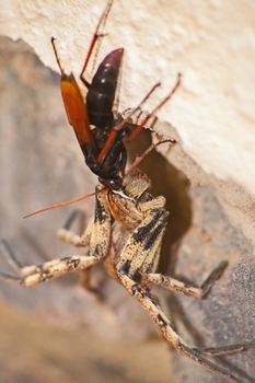 The adult wasps actually eats nectar, the female stings and paralises the spider and then drags it to her burrow. There she lays a single egg on it. Because the spider is not dead, the meat stays fresh and the larvae eat the spider alive.