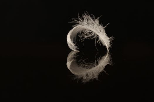 An extreme close-up / macro photograph of a detail of a soft white feather, black background.