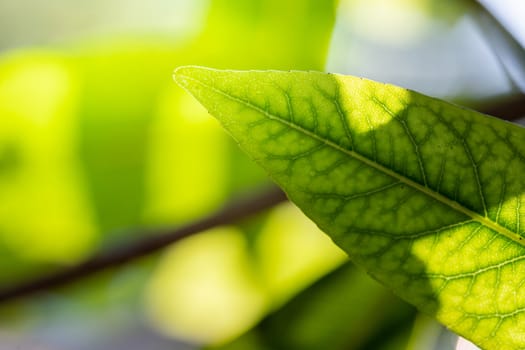 Close Up green leaf under sunlight in the garden. Natural background with copy space.
