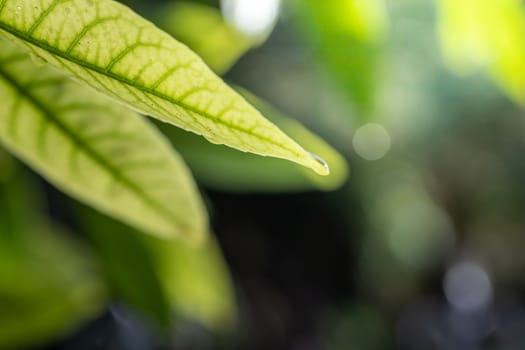 Close Up green leaf under sunlight in the garden. Natural background with copy space.