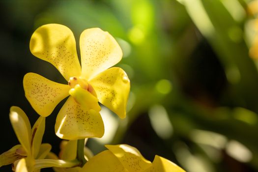 Beautiful blooming orchids in forest, On the bright sunshine