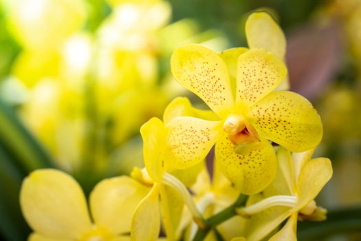 Beautiful blooming orchids in forest, On the bright sunshine