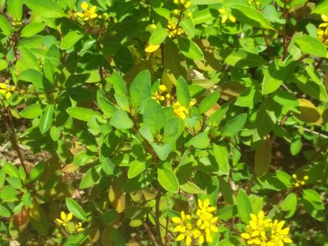 some flowers with green bushes