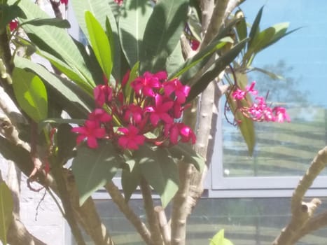 some red flowers in the garden