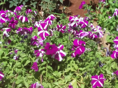 purple flowers on the bush