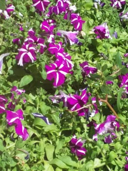 some purple flowers in the garden