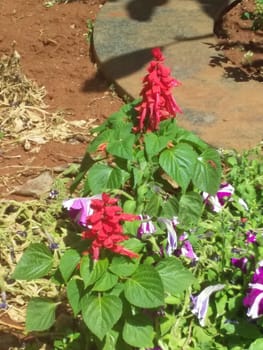 red flowers ion green plant