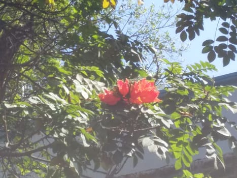 flame of the forest flowers