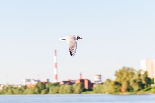 Seagull in flight against sunset sky and shore