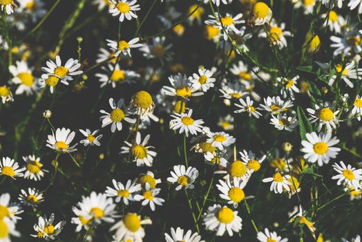 Background of wild chamomile flowers on lawn at summer day