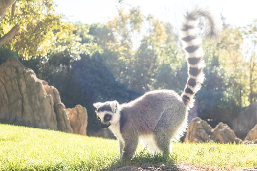 Ring tailed lemur on meadow illuminated by afternoon sun.