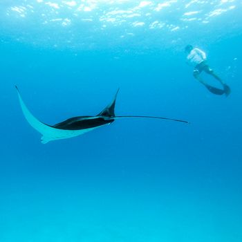 Male free diver and Giant oceanic manta ray, Manta Birostris, hovering underwater in blue ocean. Watching undersea world during adventure snorkeling tour on Maldives islands.