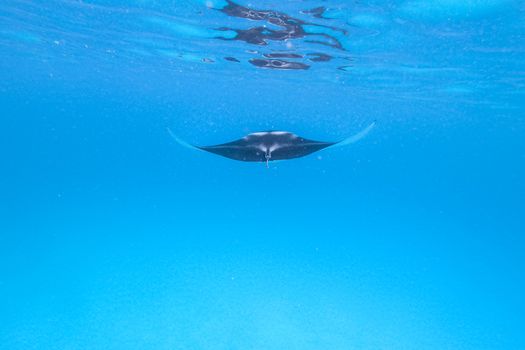 Giant oceanic manta ray, Manta Birostris ,hovering in blue ocean on Maldives islands.