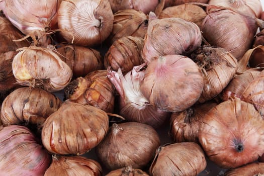 A collection of Gladioli bulbs background image ready for planting