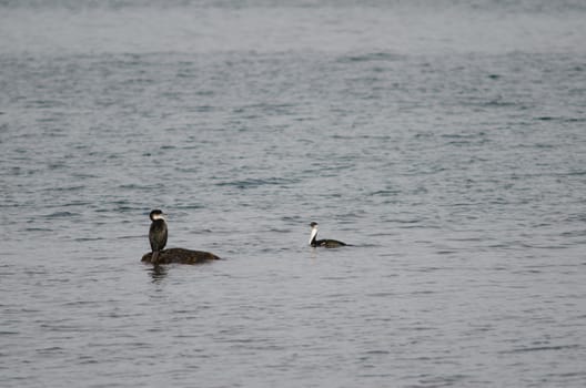 Imperial shags Leucocarbo atriceps . Puerto Natales. Ultima Esperanza Province. Magallanes and Chilean Antarctic Region. Chile.