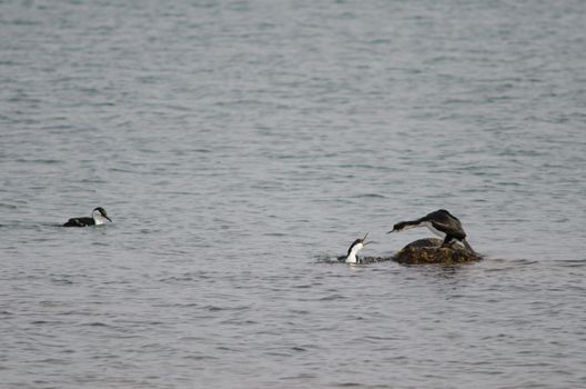 Imperial shags Leucocarbo atriceps fighting. Puerto Natales. Ultima Esperanza Province. Magallanes and Chilean Antarctic Region. Chile.