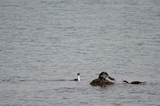 Imperial shags Leucocarbo atriceps fighting. Puerto Natales. Ultima Esperanza Province. Magallanes and Chilean Antarctic Region. Chile.