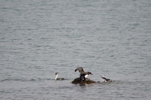 Imperial shags Leucocarbo atriceps fighting. Puerto Natales. Ultima Esperanza Province. Magallanes and Chilean Antarctic Region. Chile.