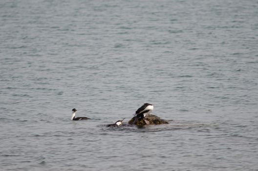 Imperial shags Leucocarbo atriceps fighting. Puerto Natales. Ultima Esperanza Province. Magallanes and Chilean Antarctic Region. Chile.