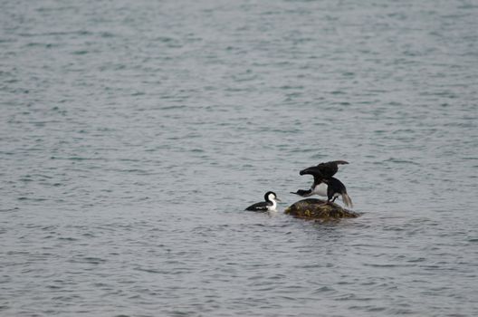 Imperial shags Leucocarbo atriceps fighting. Puerto Natales. Ultima Esperanza Province. Magallanes and Chilean Antarctic Region. Chile.