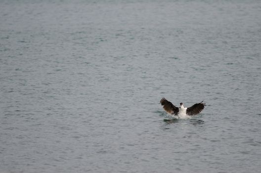 Imperial shag Leucocarbo atriceps flapping its wings. Puerto Natales. Ultima Esperanza Province. Magallanes and Chilean Antarctic Region. Chile.