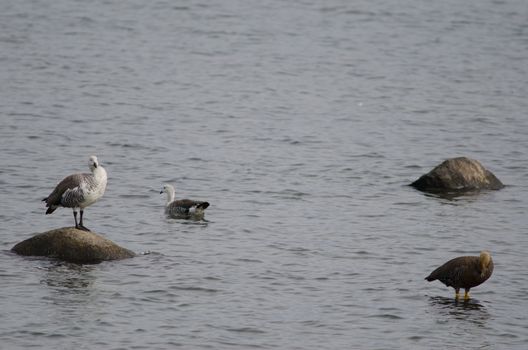 Upland geese Chloephaga picta on the sea. Males to the left and female to the right. Puerto Natales. Ultima Esperanza Province. Magallanes and Chilean Antarctic Region. Chile.