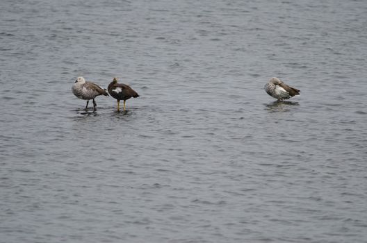 Upland geese Chloephaga picta on the sea. Female in the middle and males in the sides. Puerto Natales. Ultima Esperanza Province. Magallanes and Chilean Antarctic Region. Chile.