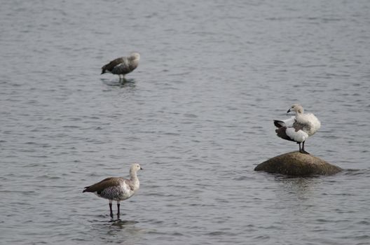 Upland geese Chloephaga picta on the sea. Males. Puerto Natales. Ultima Esperanza Province. Magallanes and Chilean Antarctic Region. Chile.