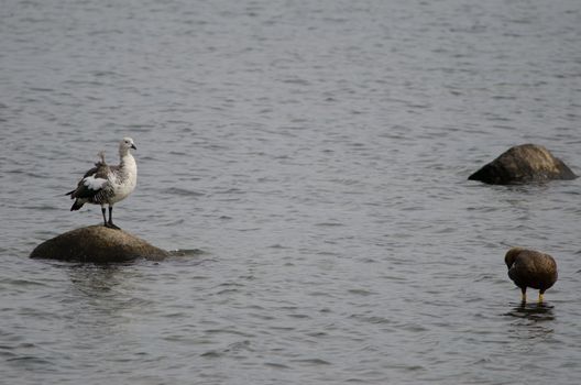 Upland geese Chloephaga picta on the sea. Male to the left and female to the right. Puerto Natales. Ultima Esperanza Province. Magallanes and Chilean Antarctic Region. Chile.