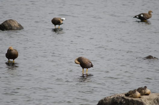 Upland geese Chloephaga picta on the sea. Females. Puerto Natales. Ultima Esperanza Province. Magallanes and Chilean Antarctic Region. Chile.