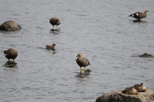 Upland geese Chloephaga picta on the sea. Females. Puerto Natales. Ultima Esperanza Province. Magallanes and Chilean Antarctic Region. Chile.