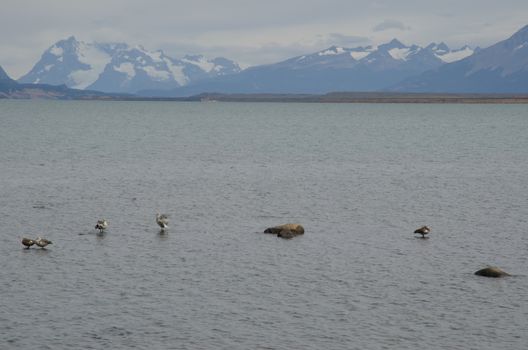 Upland geese Chloephaga picta on the sea. Puerto Natales. Ultima Esperanza Province. Magallanes and Chilean Antarctic Region. Chile.