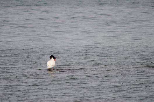 Black-necked swan Cygnus melancoryphus preening. Puerto Natales. Ultima Esperanza Province. Magallanes and Chilean Antarctic Region. Chile.