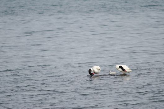 Black-necked swans Cygnus melancoryphus . Two adults preening and one chick. Puerto Natales. Ultima Esperanza Province. Magallanes and Chilean Antarctic Region. Chile.