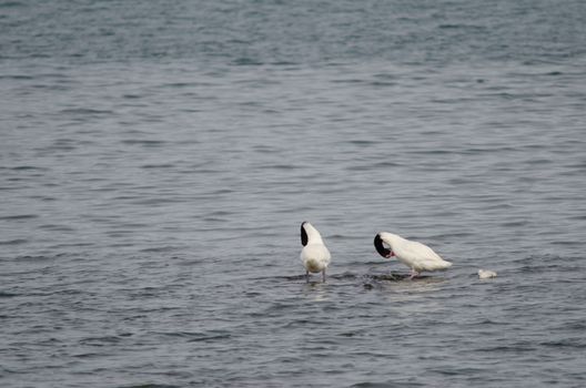 Black-necked swans Cygnus melancoryphus . Two adults preening and one chick. Puerto Natales. Ultima Esperanza Province. Magallanes and Chilean Antarctic Region. Chile.