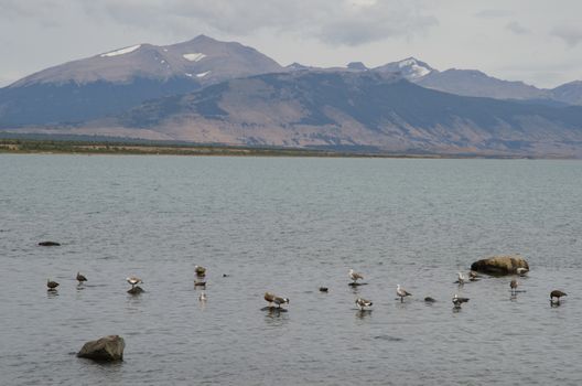 Upland geese Chloephaga picta on the sea. Puerto Natales. Ultima Esperanza Province. Magallanes and Chilean Antarctic Region. Chile.