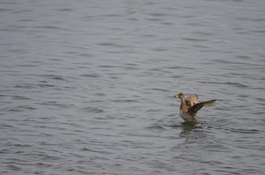 Chilean teals Anas flavirostris flavirostris flapping its wings. Puerto Natales. Ultima Esperanza Province. Magallanes and Chilean Antarctic Region. Chile.